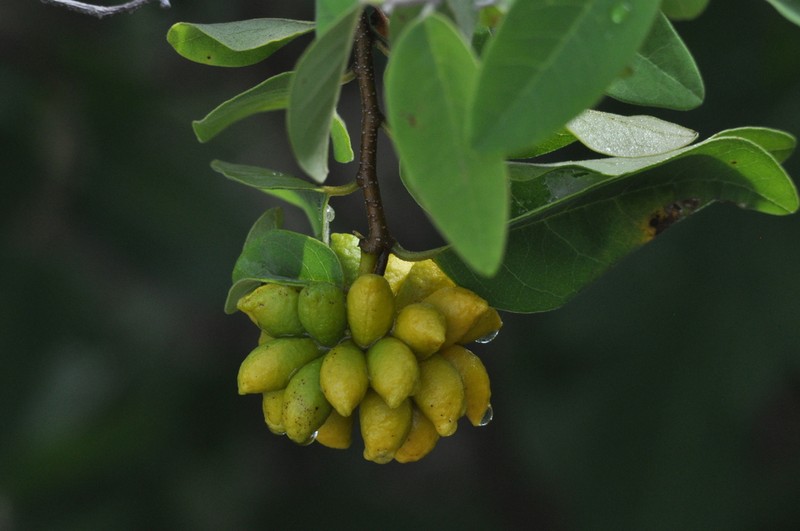 Annona leptopetala photo 3