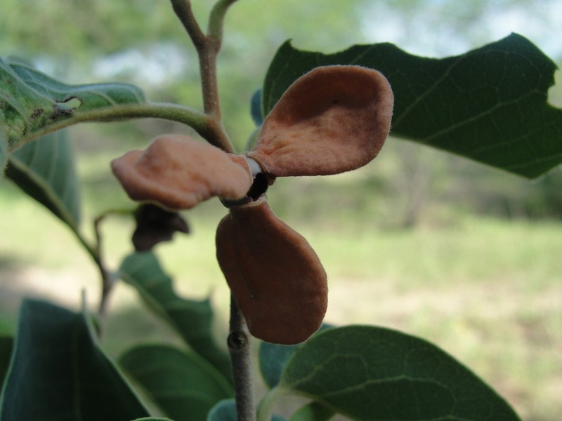 Annona leptopetala photo 4
