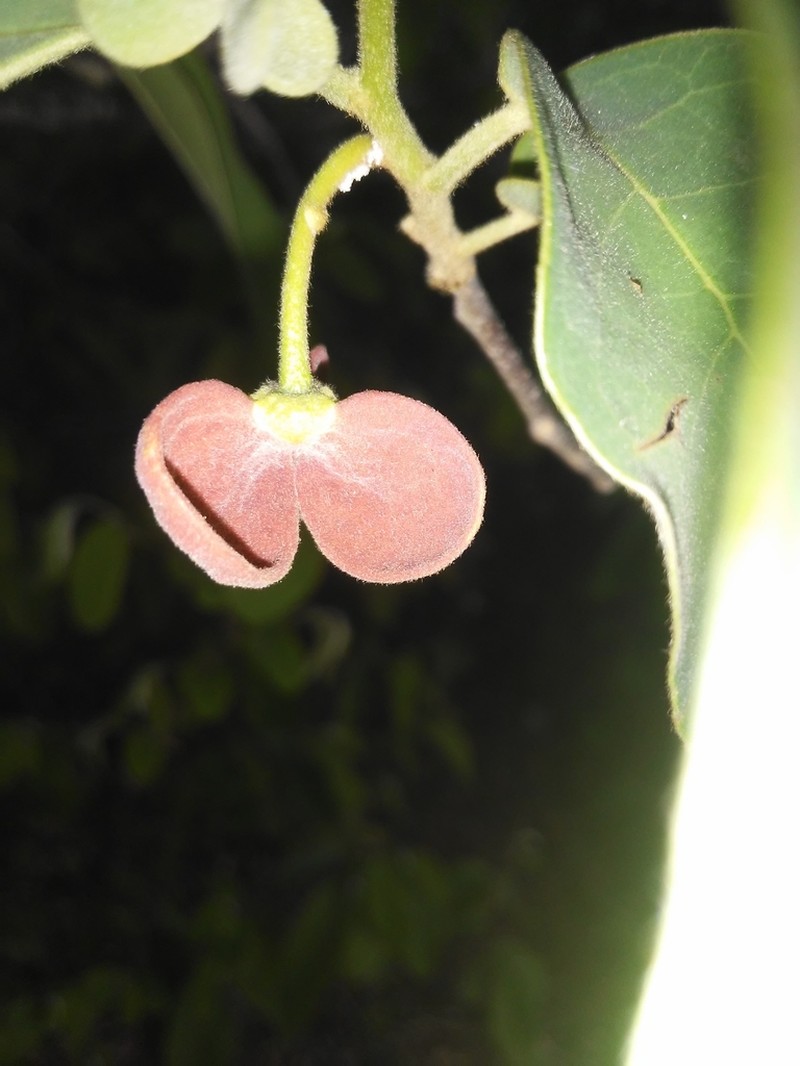 Annona leptopetala photo 5