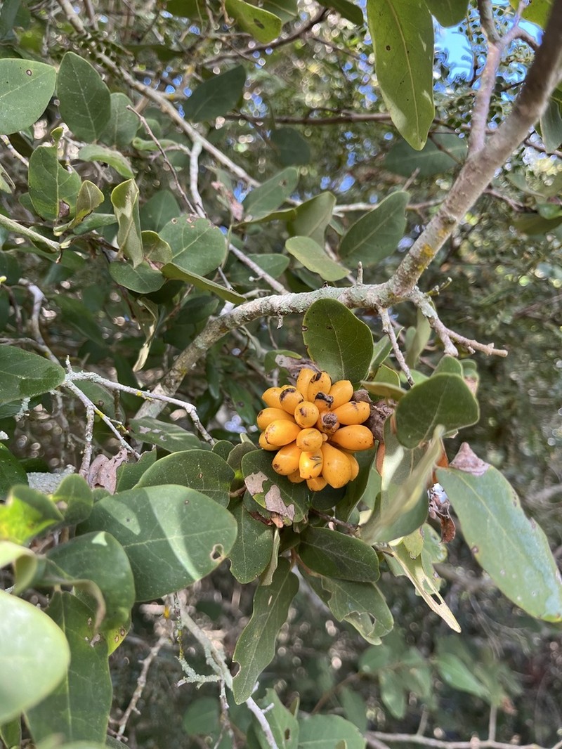 Annona leptopetala photo 6