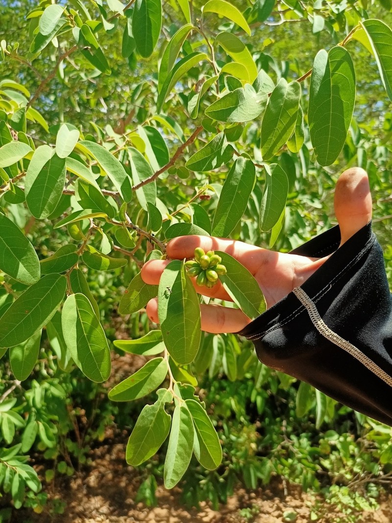 Annona leptopetala photo 7