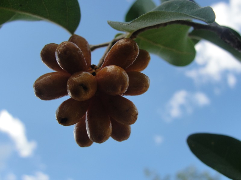 Annona leptopetala photo 8