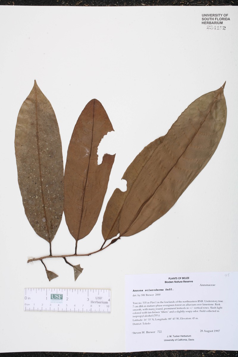 Annona liebmanniana