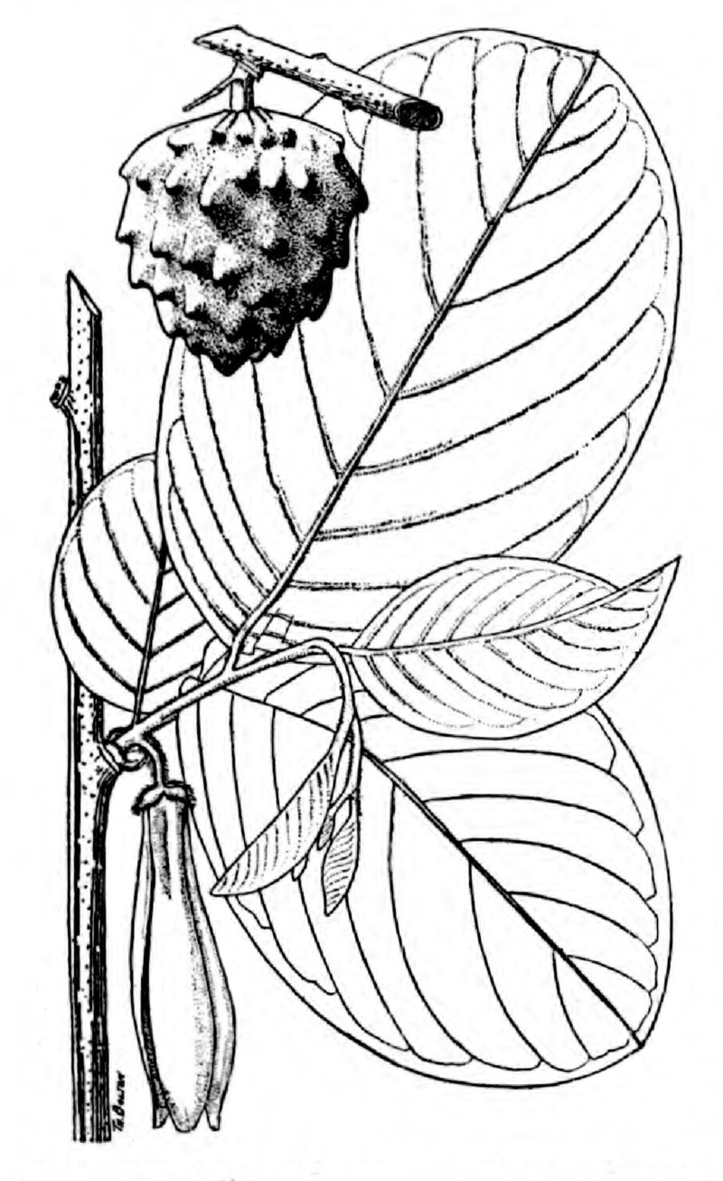 Annona longiflora