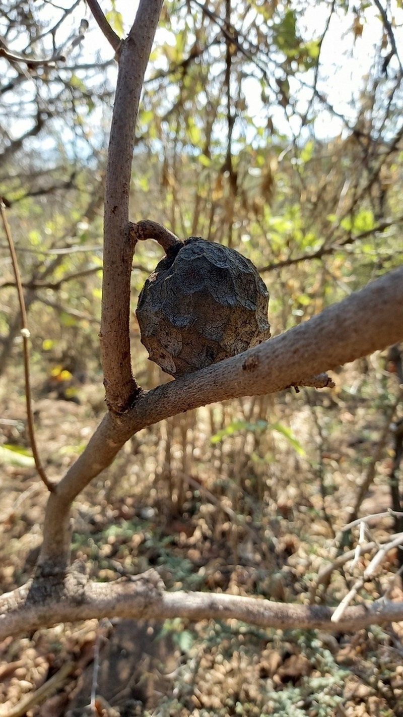 Annona longiflora photo 3