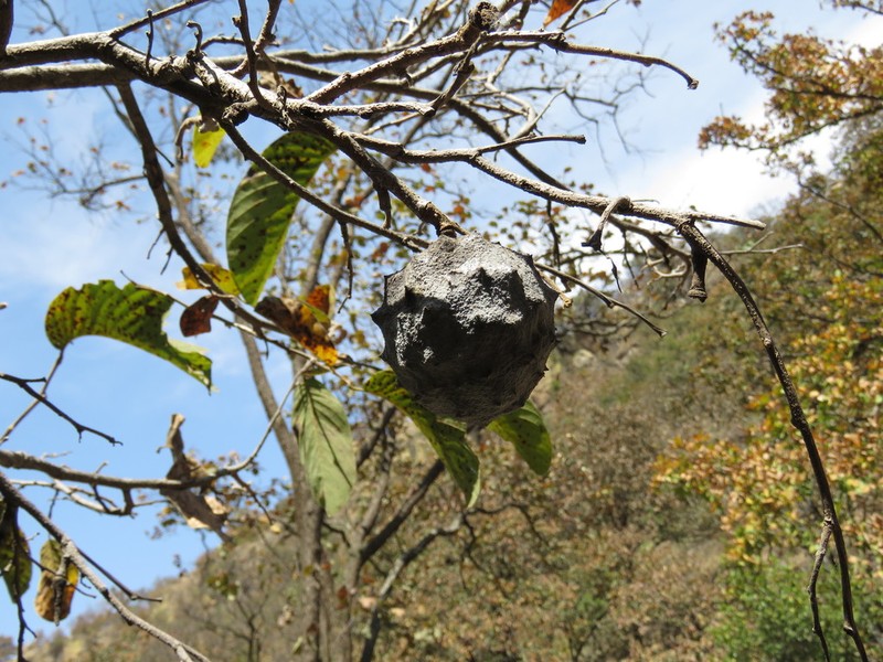 Annona longiflora photo 4