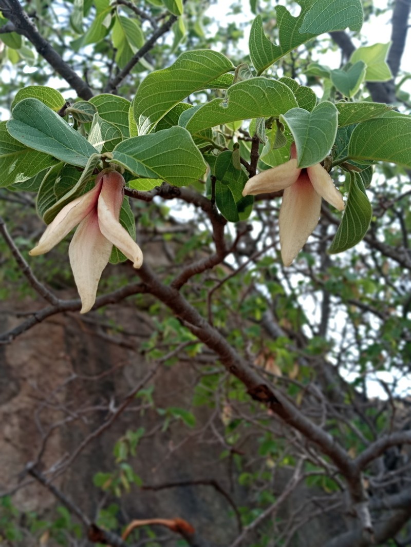 Annona longiflora photo 5