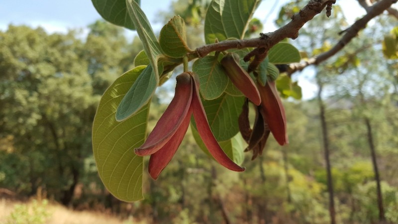Annona longiflora photo 6