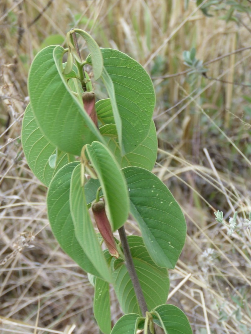 Annona longiflora photo 7