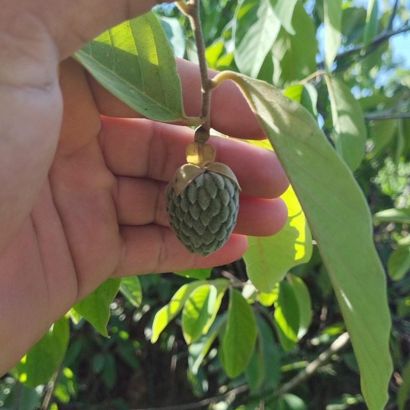 Annona macrocalyx