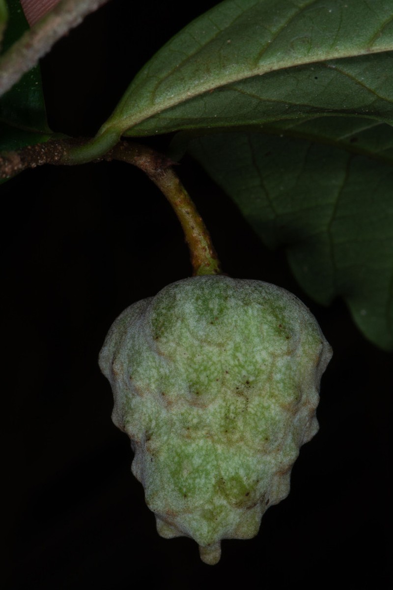 Annona manabiensis photo 2