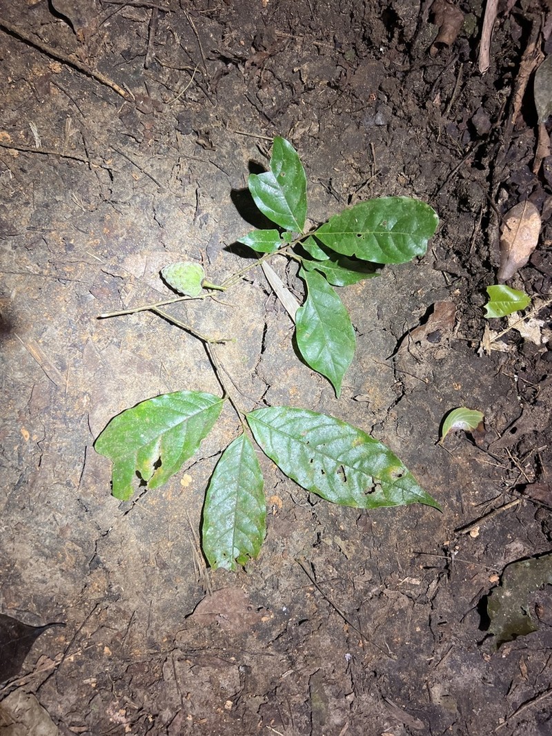 Annona manabiensis photo 3