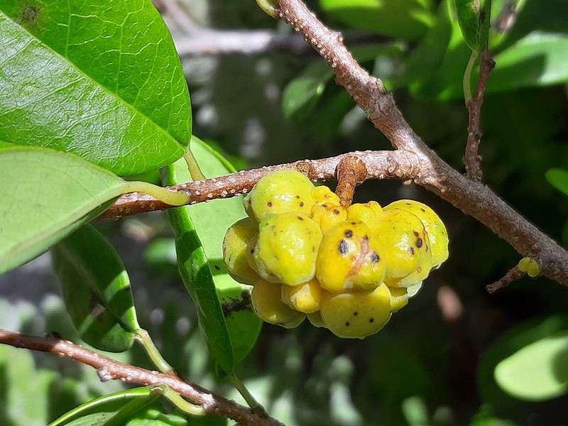 Annona maritima