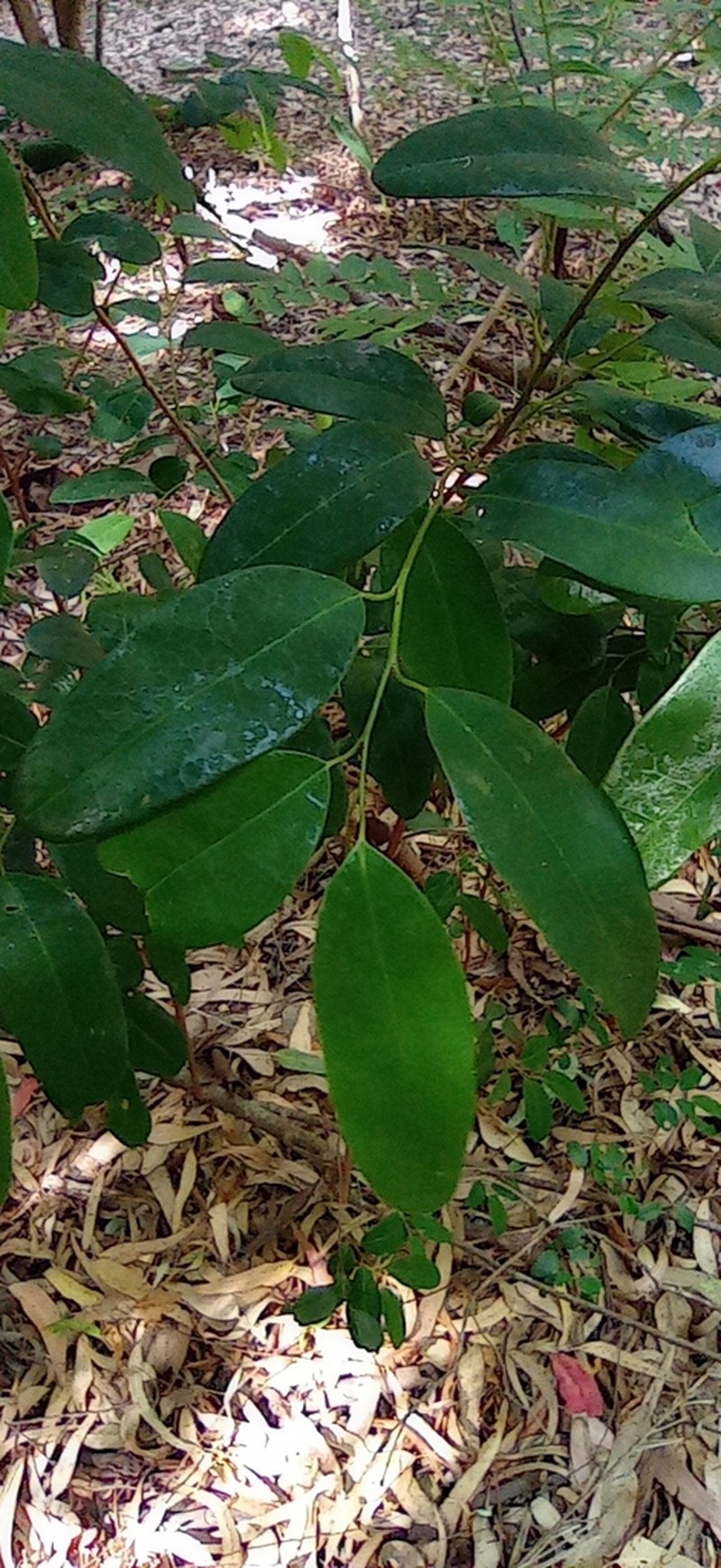 Annona maritima photo 2