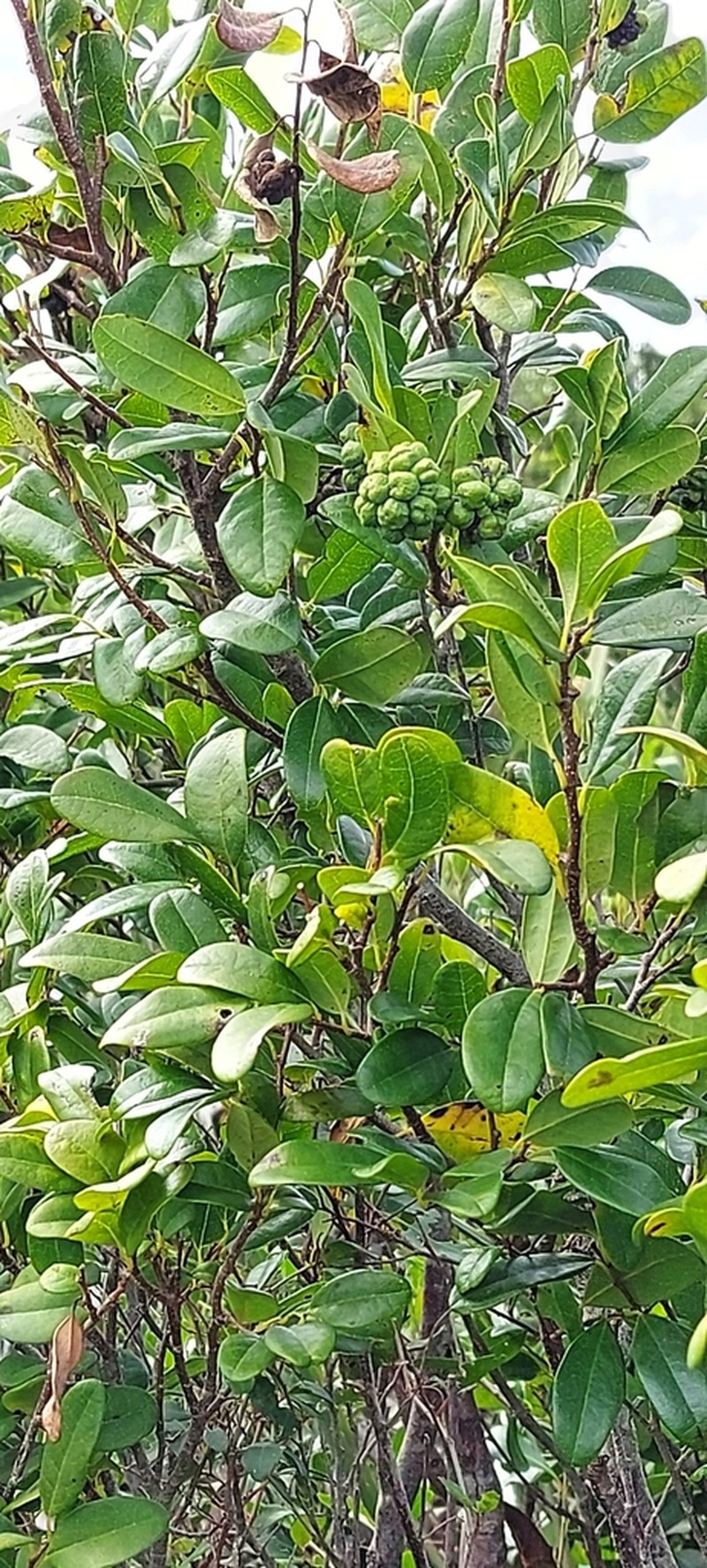 Annona maritima photo 3