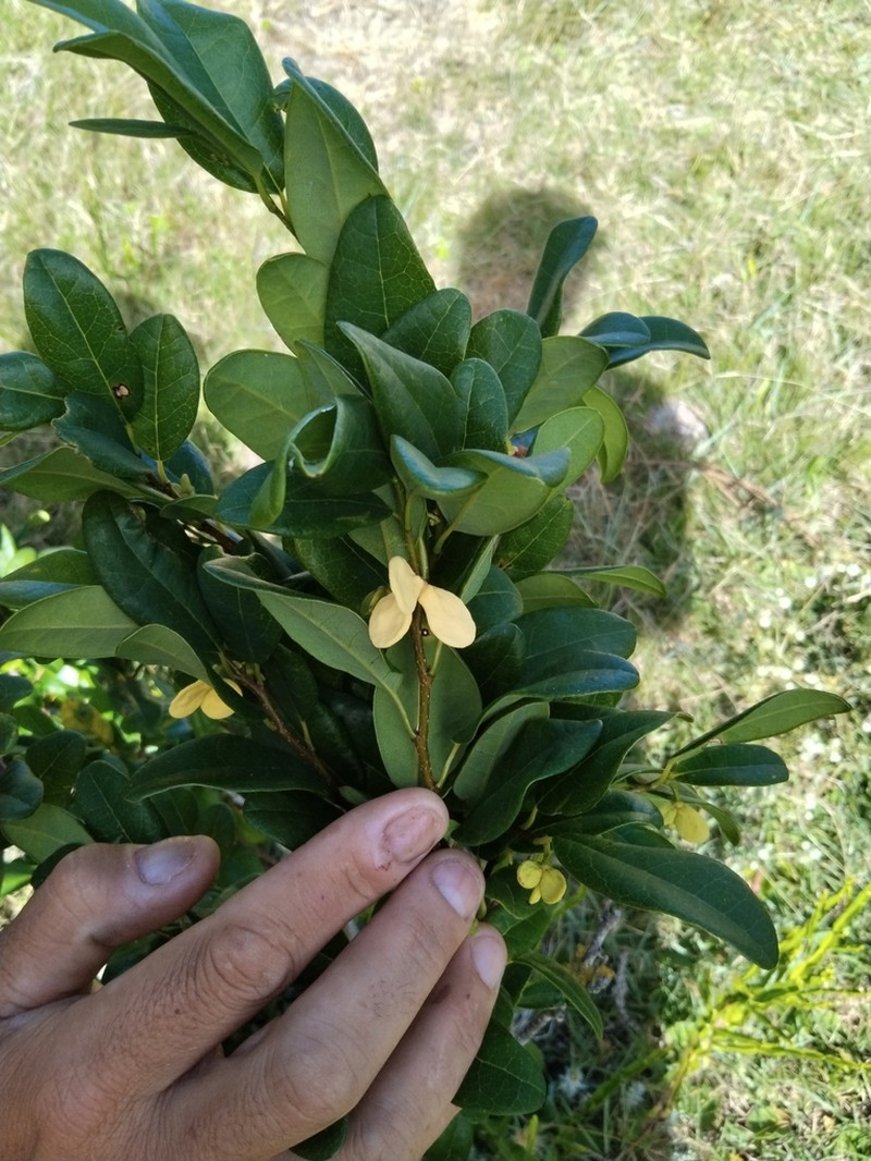 Annona maritima photo 4