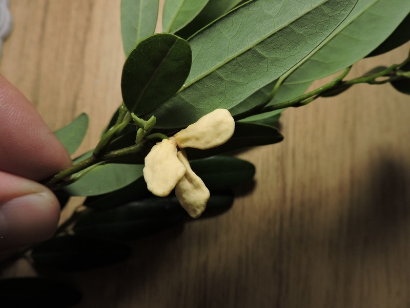 Annona maritima photo 5