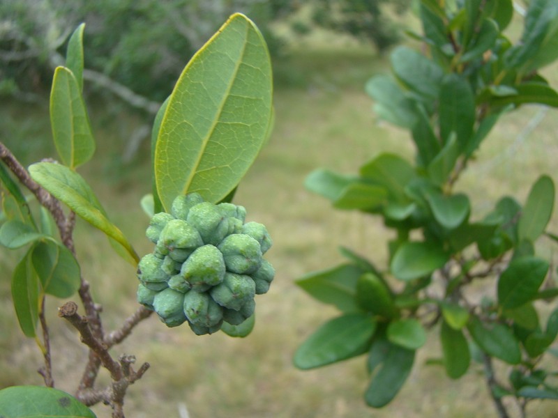 Annona maritima photo 6