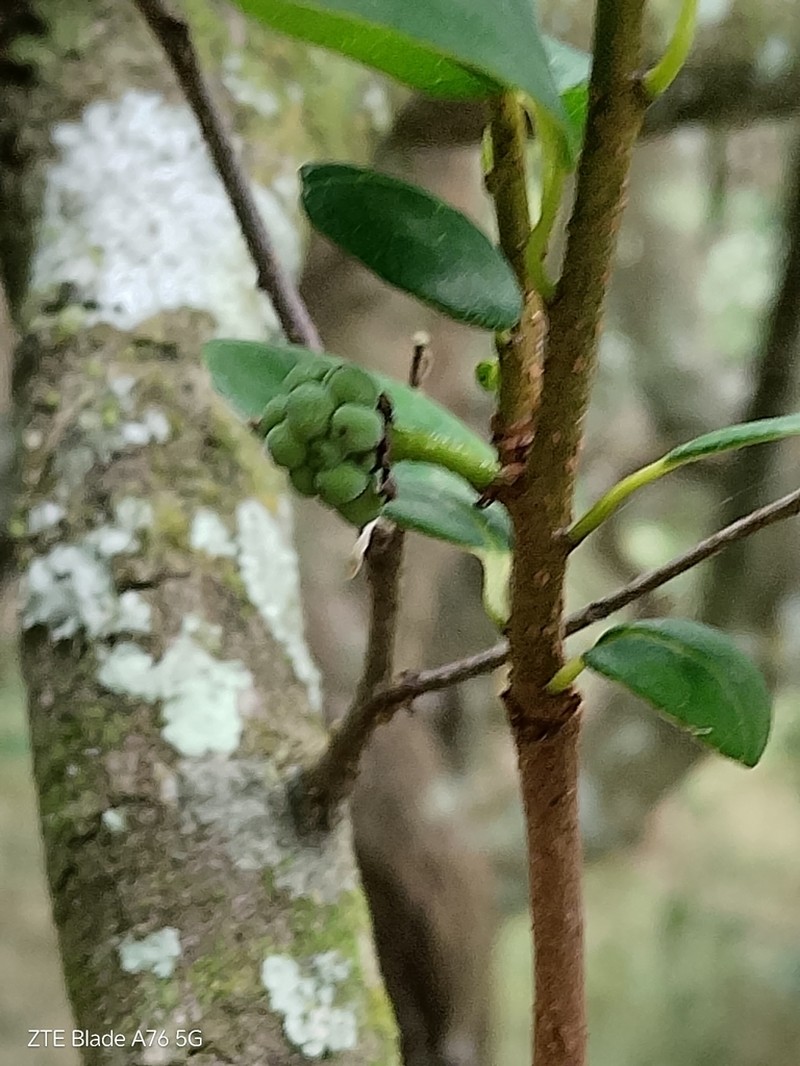 Annona maritima photo 7