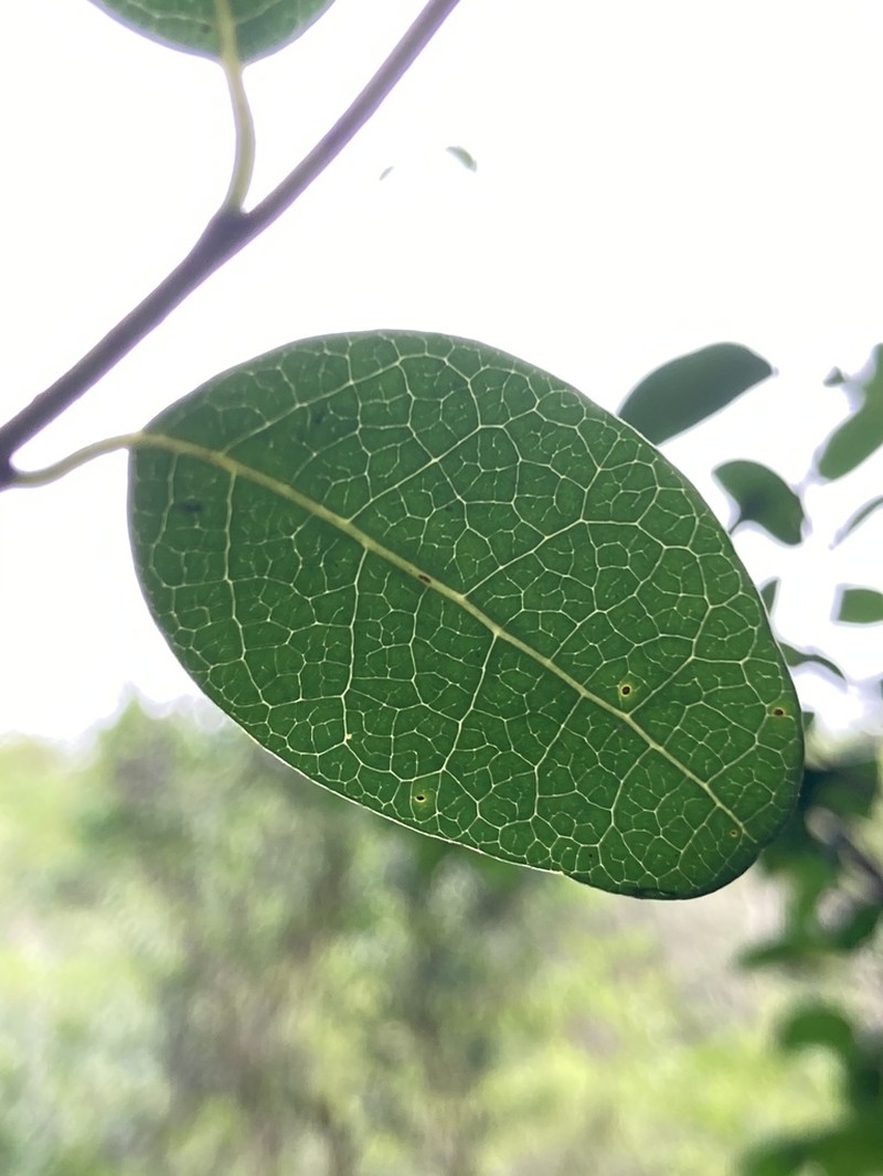 Annona maritima photo 8