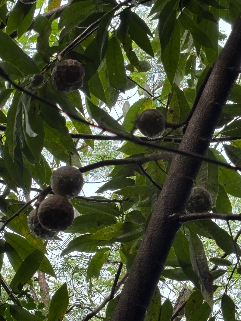 Annona micrantha