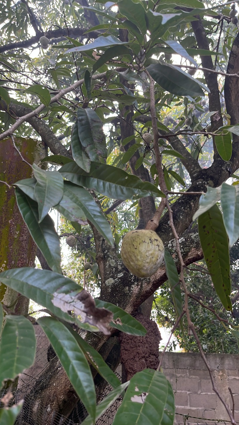 Annona micrantha photo 2