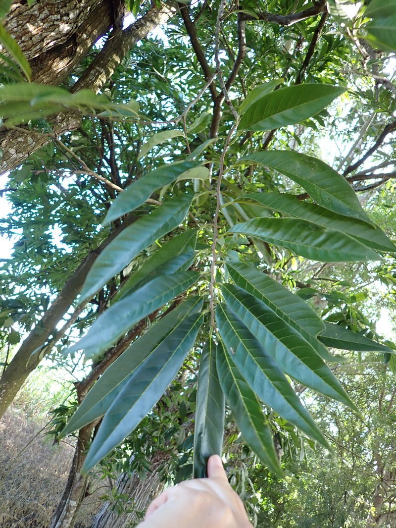 Annona micrantha photo 3