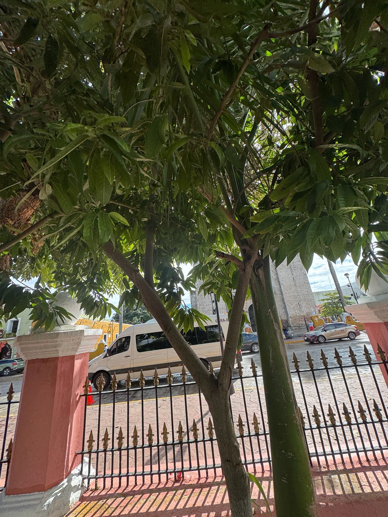 Annona micrantha photo 4