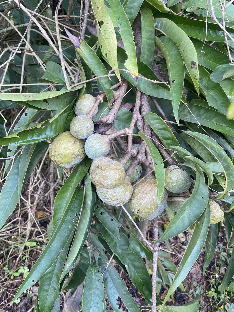 Annona micrantha photo 5