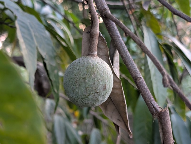 Annona micrantha photo 6