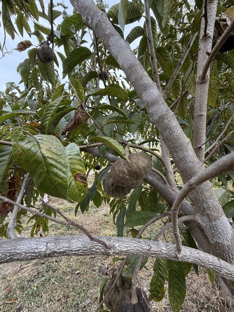 Annona micrantha photo 7