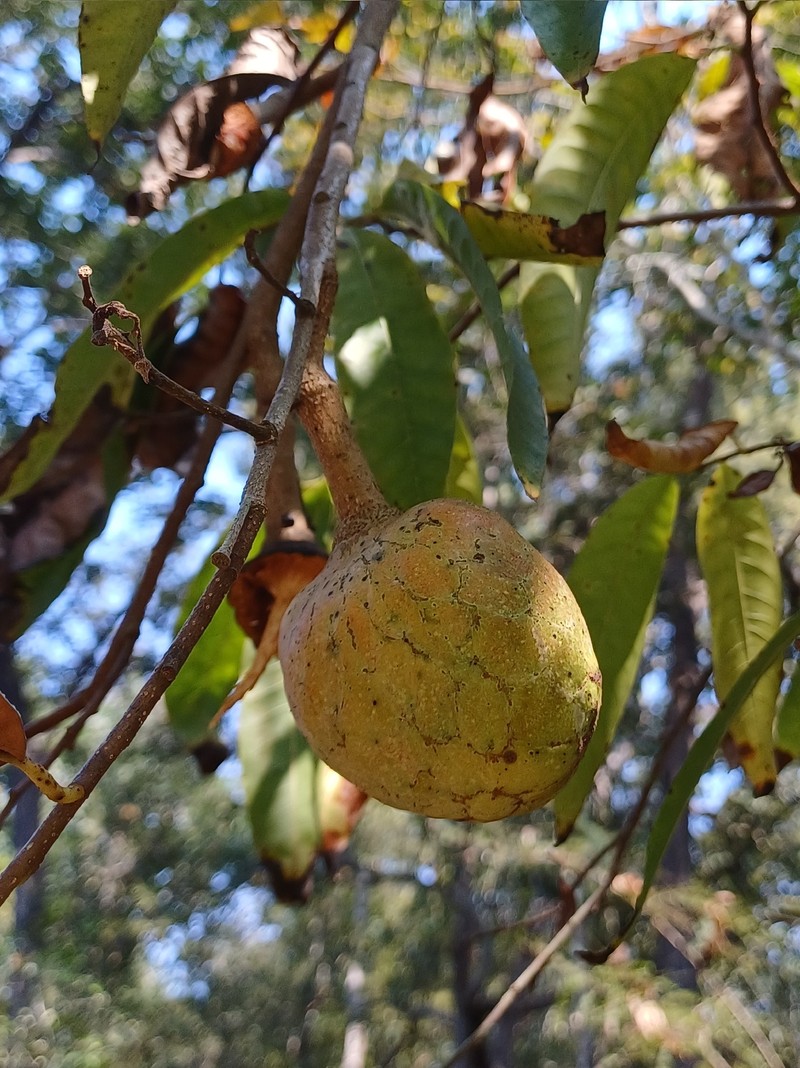 Annona micrantha photo 8