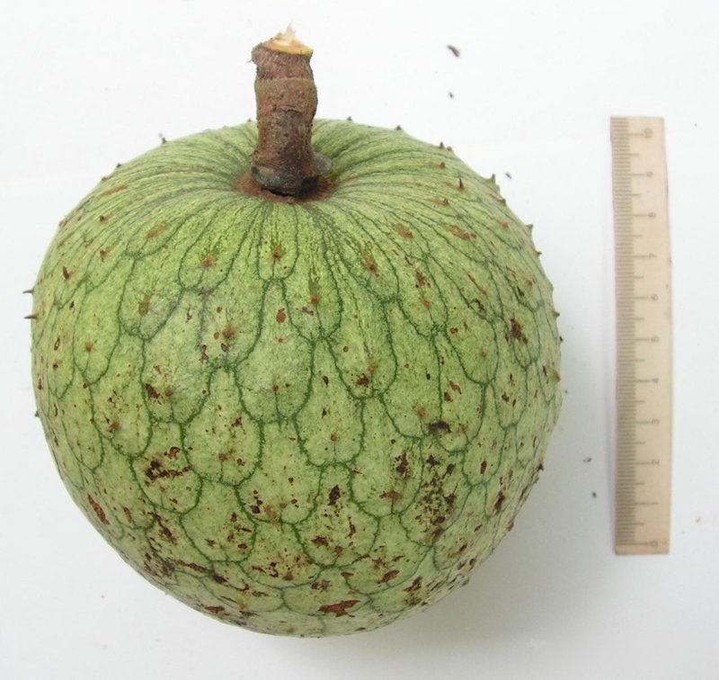 Mountain Soursop photo 2