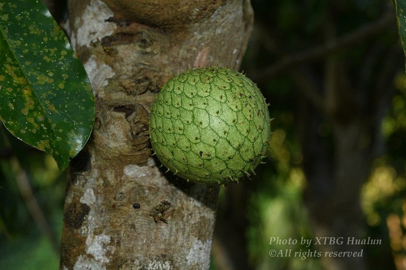Mountain Soursop photo 4