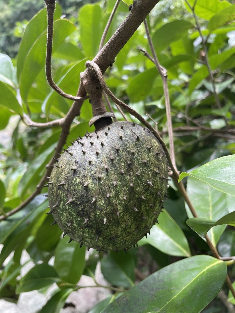 Mountain Soursop photo 5
