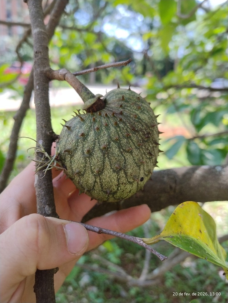 Mountain Soursop photo 6