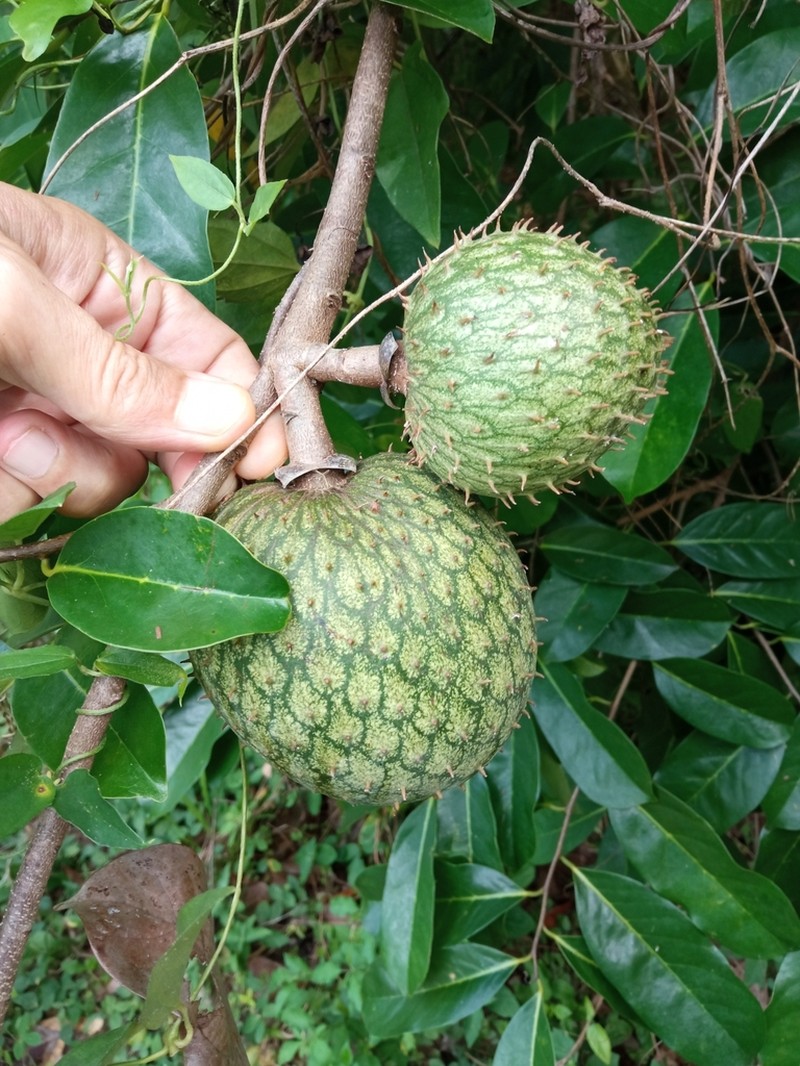 Mountain Soursop photo 7