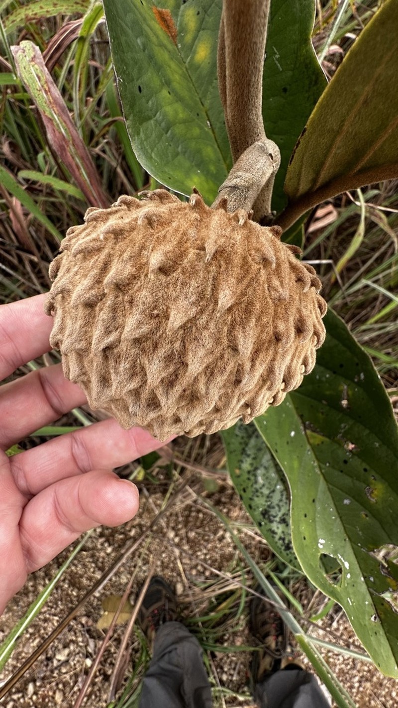 Annona monticola