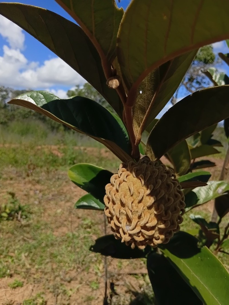 Annona monticola photo 2