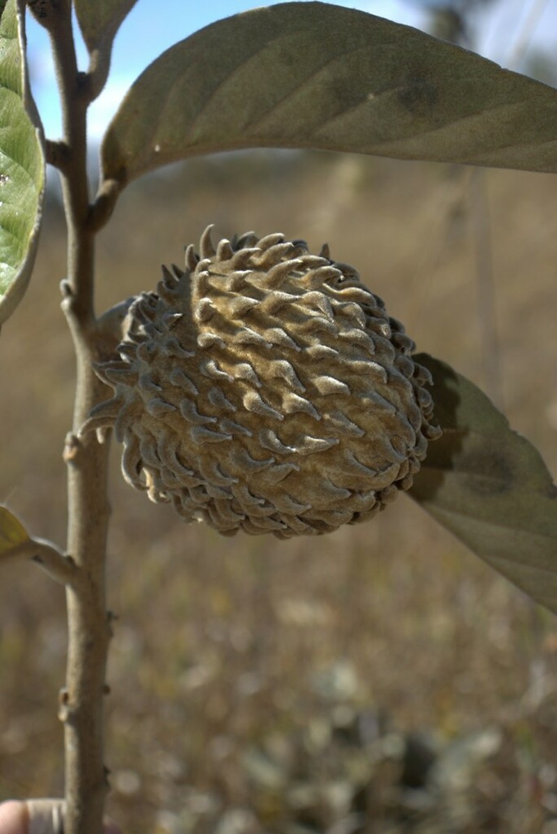 Annona monticola photo 3