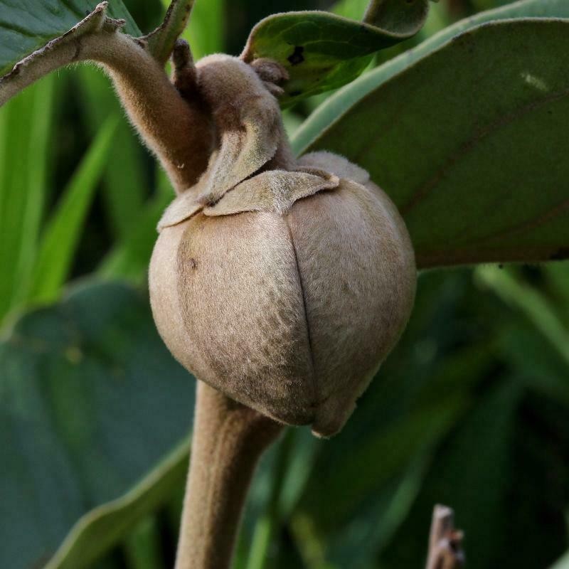 Annona monticola photo 4