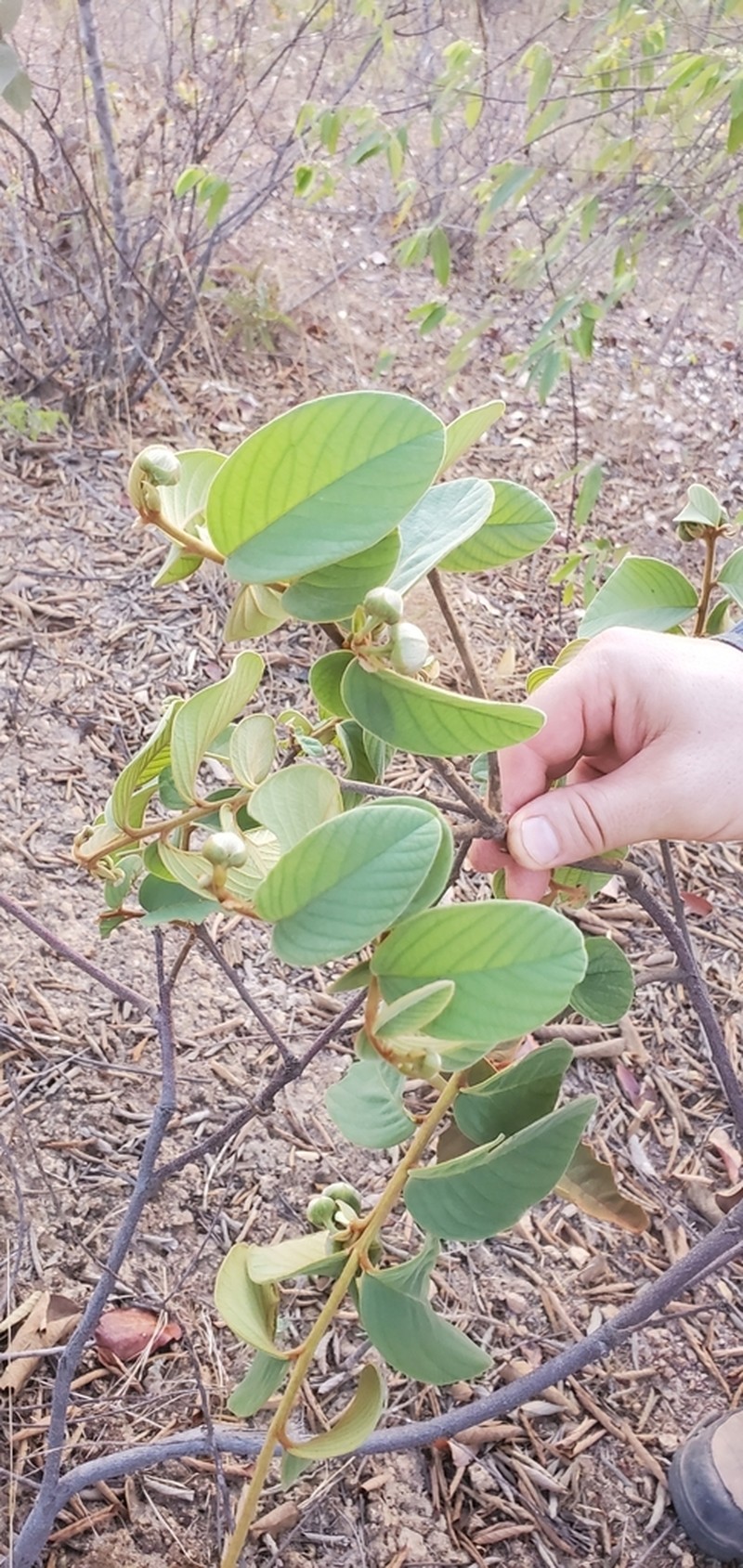 Annona monticola photo 5