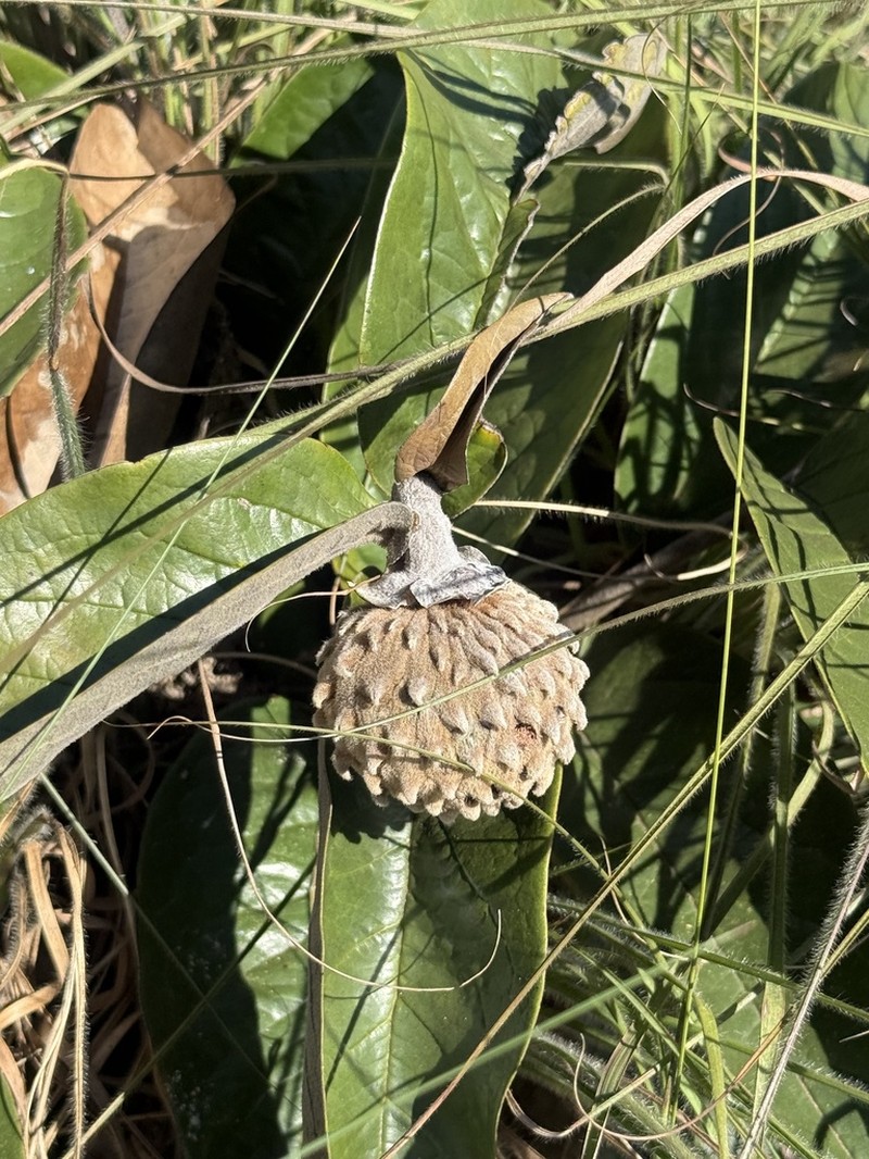 Annona monticola photo 6