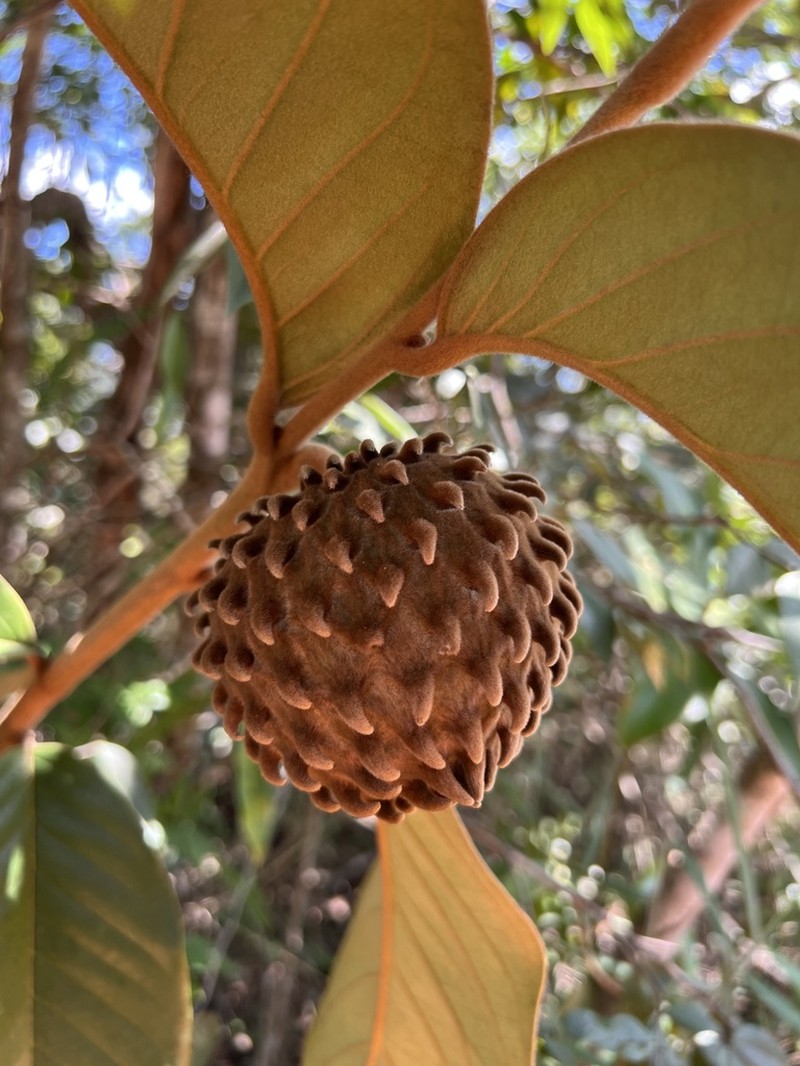 Annona monticola photo 7