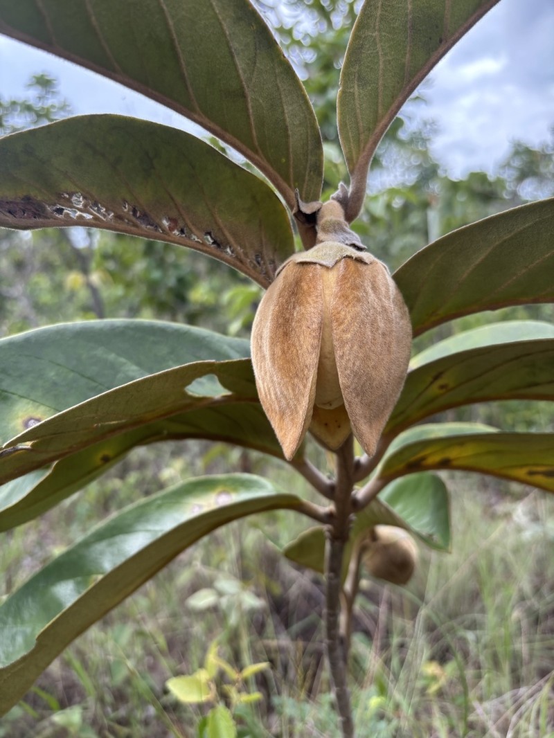 Annona monticola photo 8