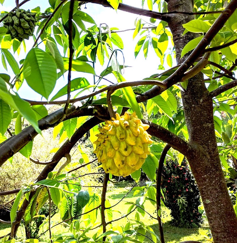 Wild Sugar Apple