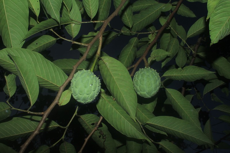 Wild Sugar Apple photo 2