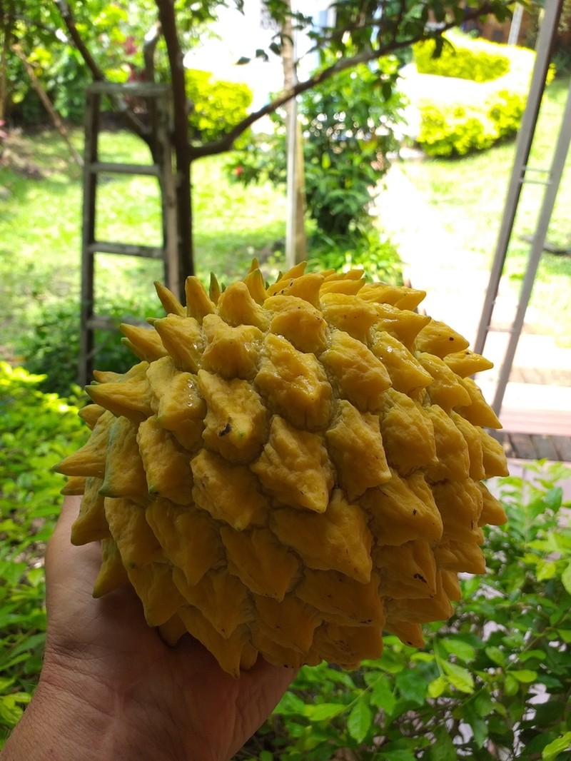 Wild Sugar Apple photo 3
