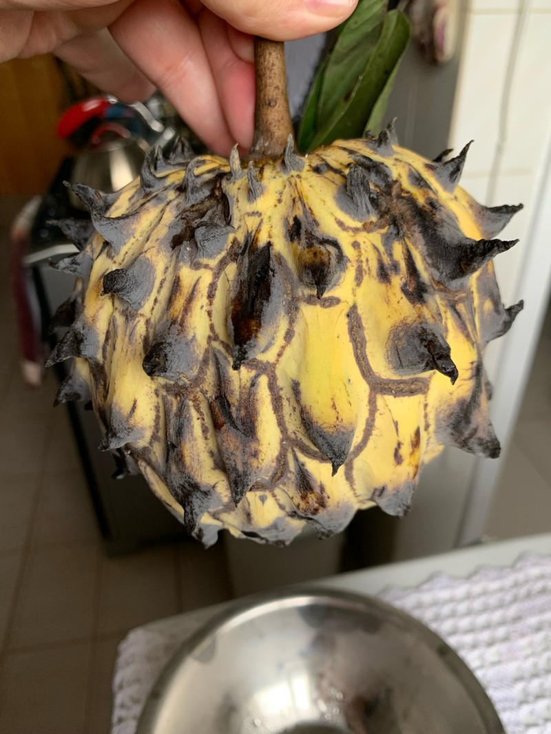Wild Sugar Apple photo 4