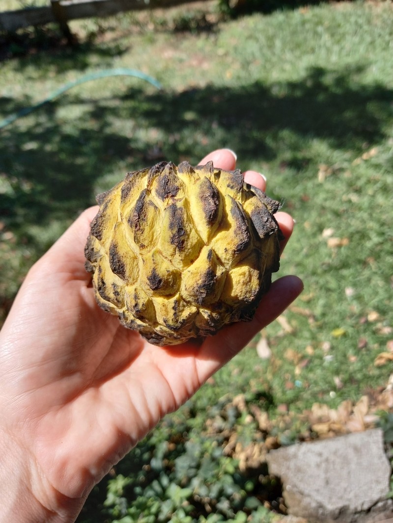 Wild Sugar Apple photo 5